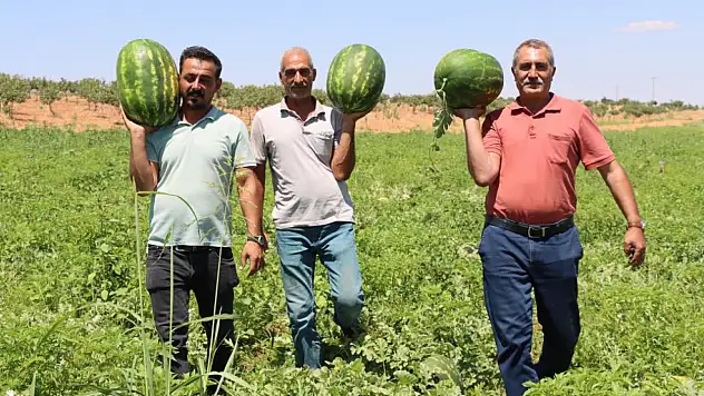 Türkiye'nin en lezzetli karpuzu