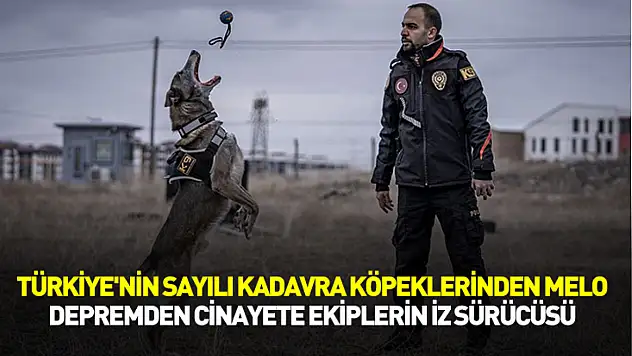 Türkiye'nin sayılı kadavra köpeklerinden Melo, depremden cinayete iz sürüyor
