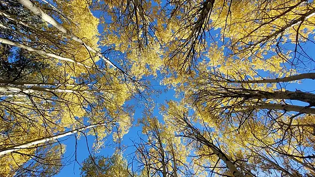 Türkiye'nin Zirvesinde Sonbahar Şöleni