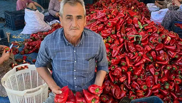 Tütün Alternatifi Kapya Biberi Çiftçinin Yüzünü Güldürüyor