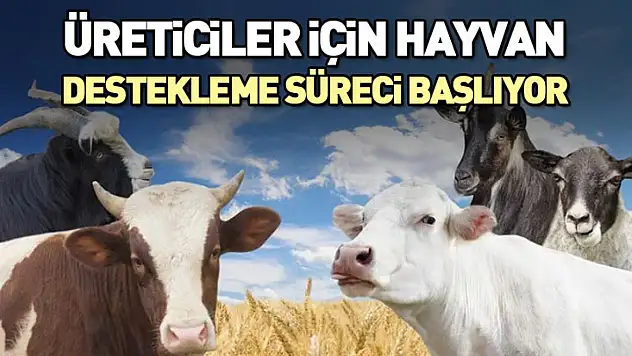 Üreticiler için hayvan destekleme süreci başlıyor