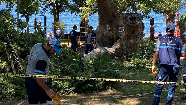 Üzerine ağaç dalı düşen genç kız hayatını kaybetti