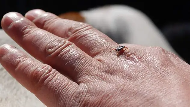 Uzmanlardan kene uyarısı