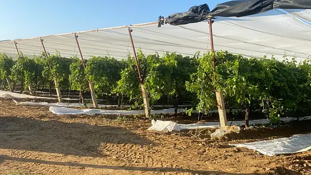 Üzüm bağları örtü altına alınıyor