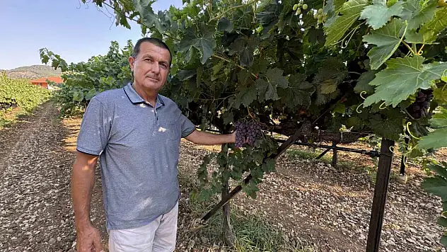 Üzümde bu yıl yüzde 25 rekolte bekleniyor