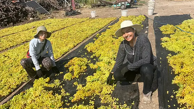 Üzümde fiyat belirsizliği üreticiyi tedirgin ediyor