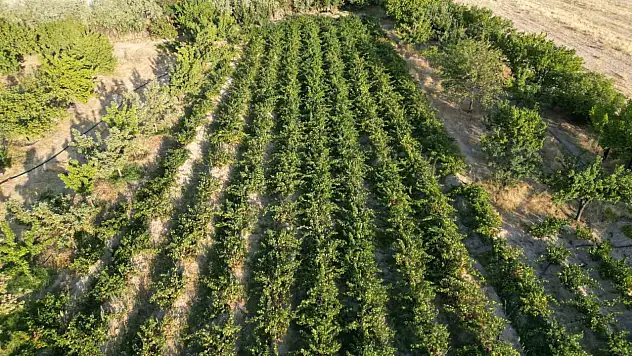 Üzümün bağ bozumu başladı