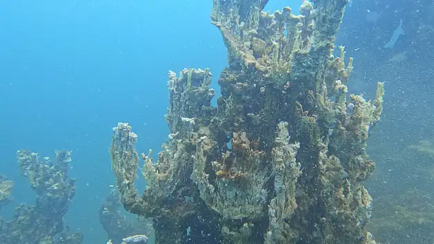 Van Gölü'nde en büyük mikrobiyalit