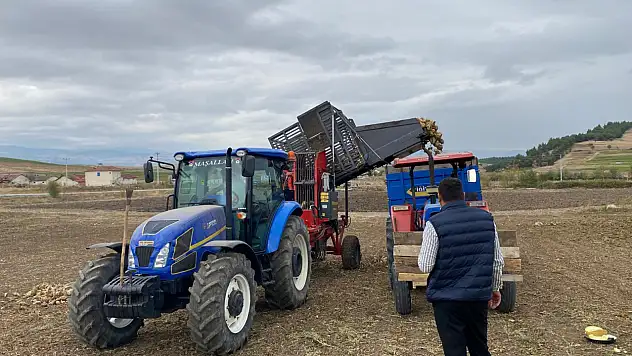 Vezirköprü'de şeker pancarı hasadı başladı
