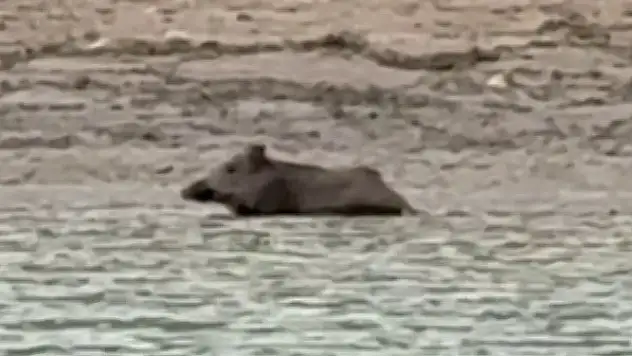 Yaban domuzu gölde serinledi