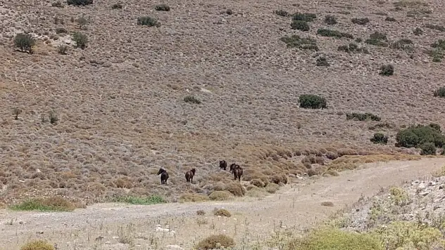Yaban hayvanları için tankerle su taşındı