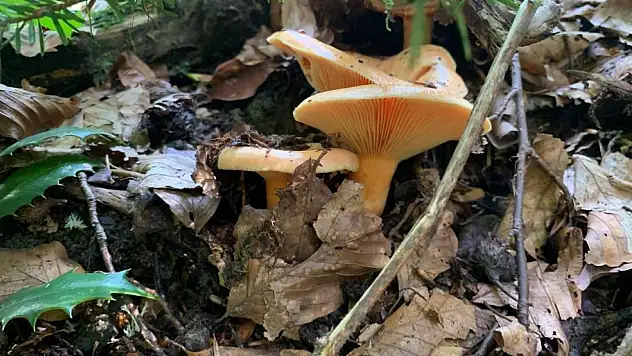 Yağışlarla birlikte artan doğada mantar dikkat