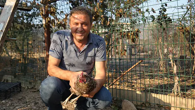 Yangın sonrası geri dönen tavuğa 'Umut' adı verildi