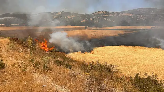 Yangında 2,5 dekar ekili alan zarar gördü