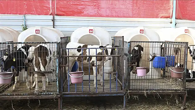 Yangından tahliye edilen hayvanlara özel bakım