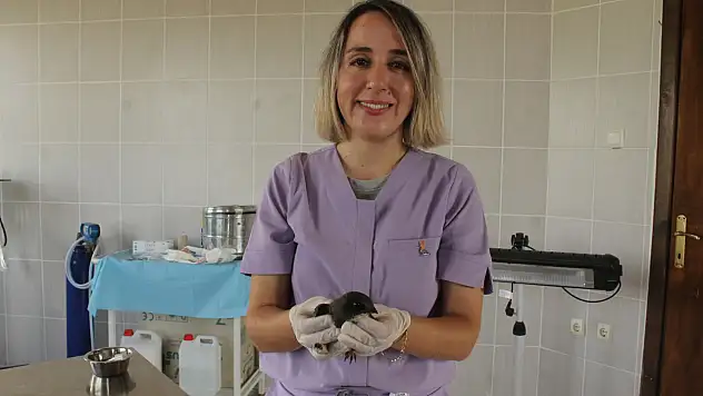 Yaralı Ebabil Kuşu Kızılırmak Deltası'nda Hayata Tutunuyor