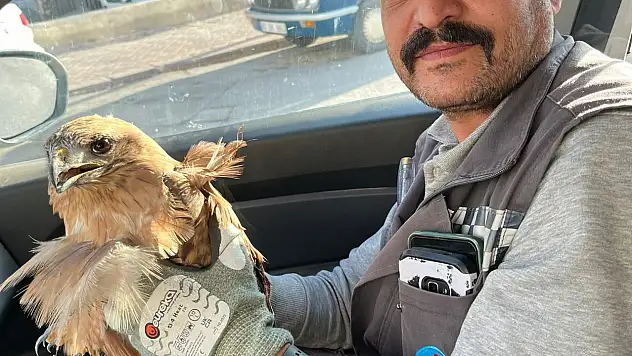 yaralı halde bulunan şahin tedavi altına alındı