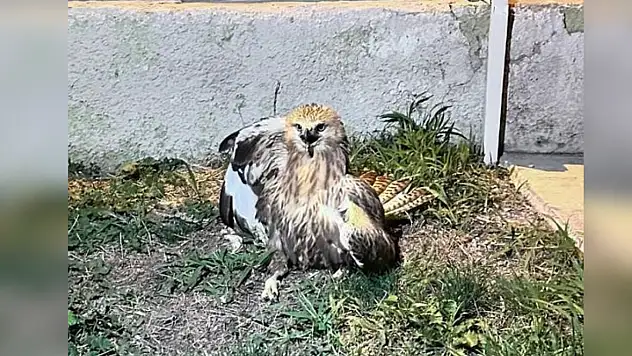 Yaralı kızıl şahin tedavi altında