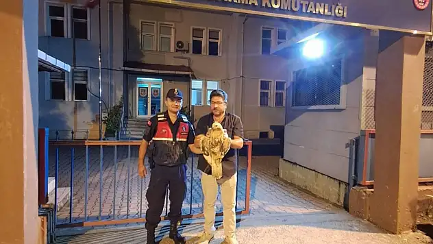 Yaralı şahin kurtarıldı