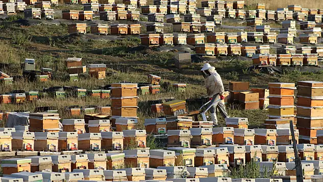 Yayla balında hasat başladı