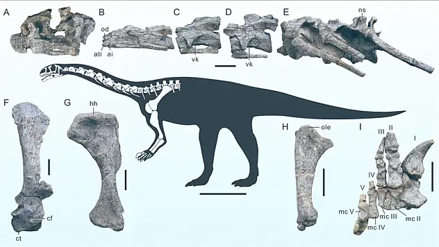 Yeni bir dinozor türüne ait fosil bulundu