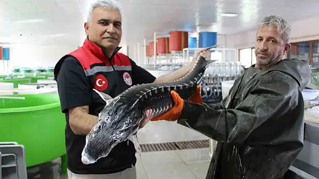 YEŞİLIRMAK'TA  SERVET YATIYOR!    