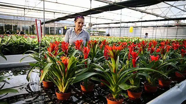 Yılbaşı öncesinde çiçekçilerde hareketlilik yaşanıyor