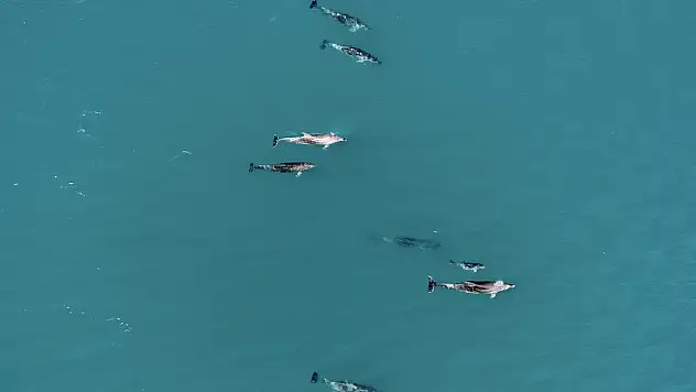 Yunuslar Karadeniz'de sürü halinde dolaştı