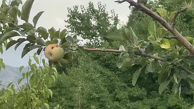 Yüzyılın donu meyve hasadını vurdu