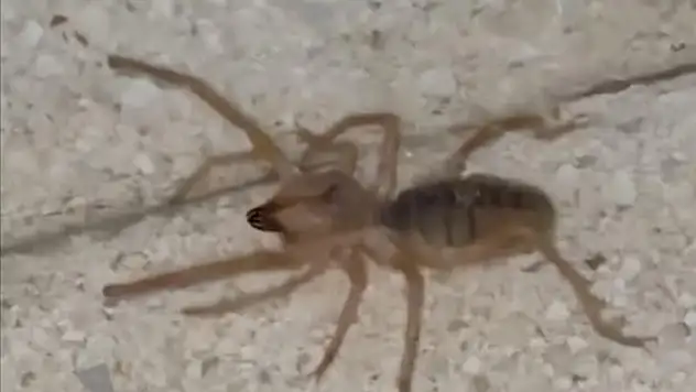 Zehriyle insanı ölüme götürebilen etçil örümcek görüntülendi