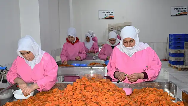 Zirai Don Felaketine Rağmen Kayısı İhracatı Yüz Güldürdü