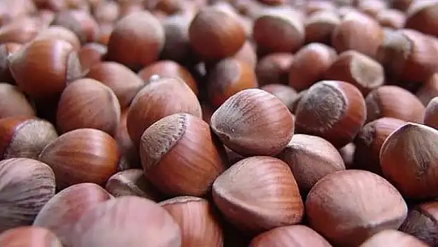 Zonguldak'ta 17 Kasım fındık fiyatı açıklandı: Yeni gün rakamı merak uyandırdı