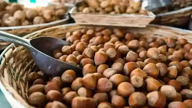 Zonguldak'ta Fındık Fiyatı 15 Kasım 2025! Kilogram Ne Kadar?