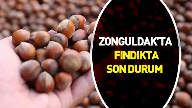 Zonguldak'ta Fındıkta Son Durum