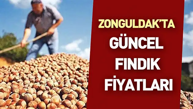Zonguldak'ta Güncel Fındık Fiyatları : 20 Kasım 2025