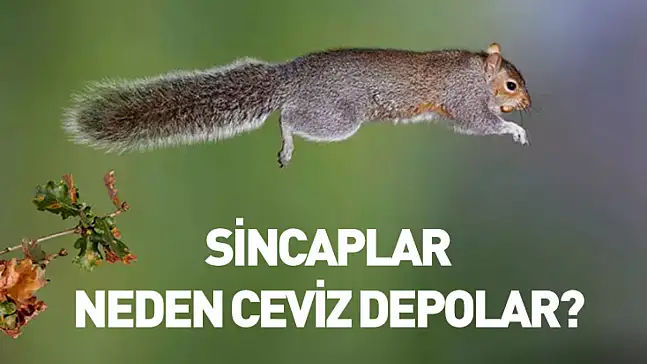 Sincaplar neden ceviz depolar?