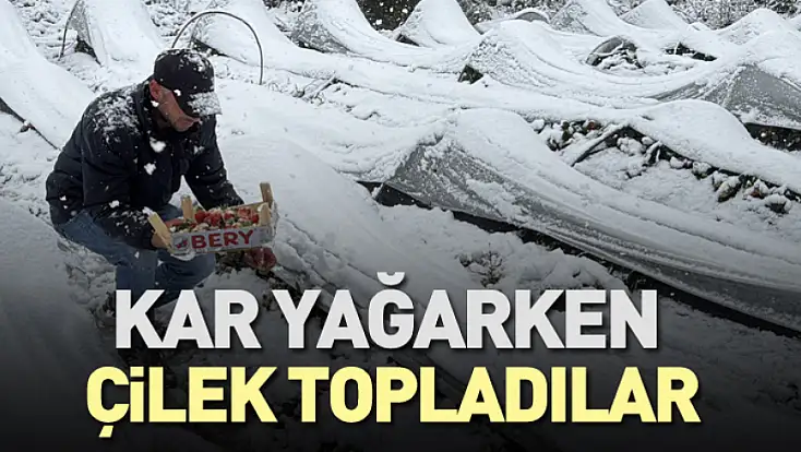 Kar Yağarken Çilek Topladılar