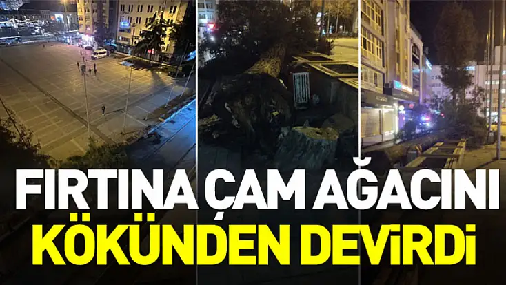 Samsun’da fırtına çam ağacını kökünden devirdi