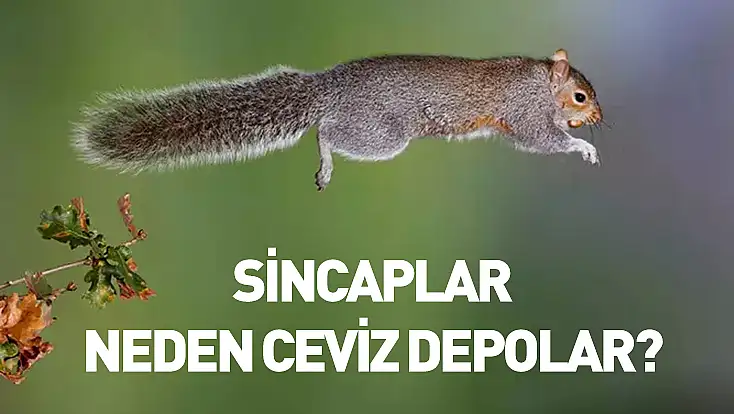 Sincaplar neden ceviz depolar?