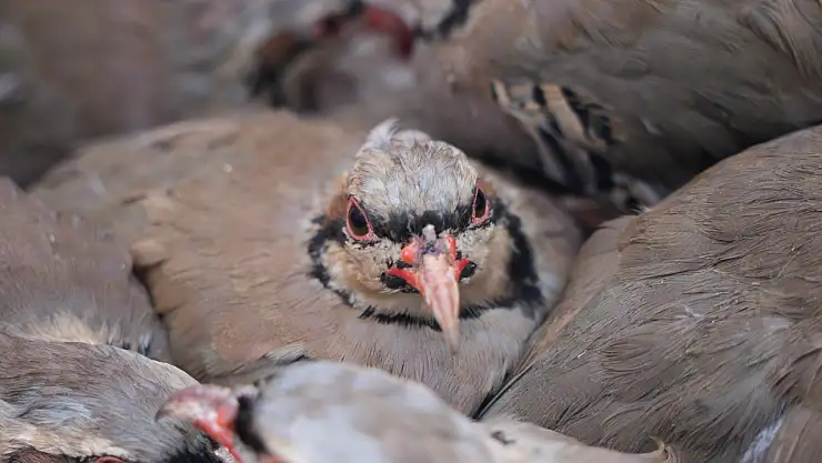 1 milyona yakın keklik doğaya salındı