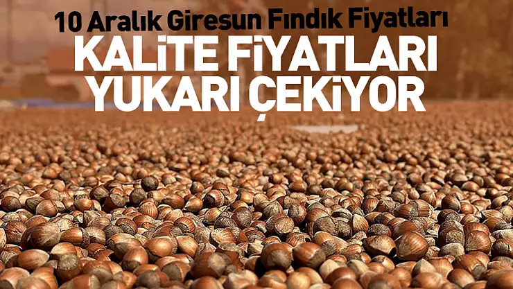 10 Aralık Giresun Fındık Fiyatları | Kalite Fiyatları Yukarı Çekiyor