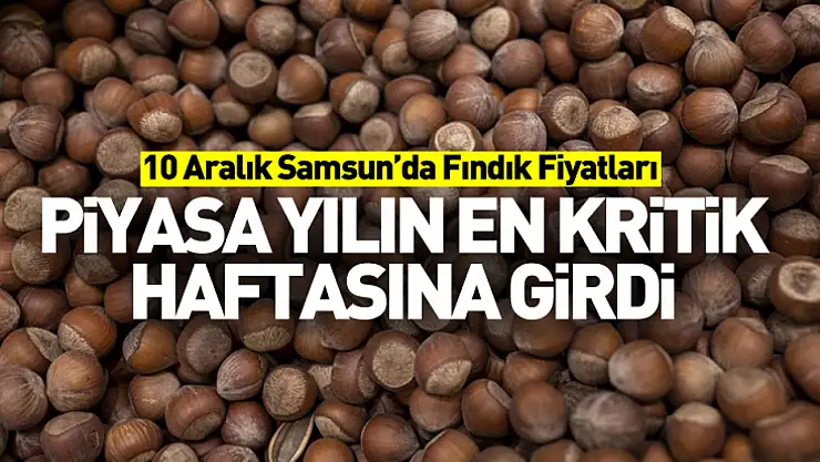 10 Aralık Samsun'da Fındık Fiyatları | Piyasa Yılın En Kritik Haftasına Girdi