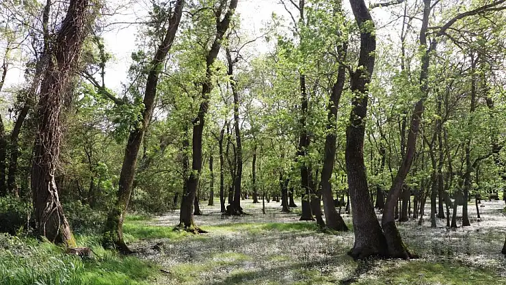 Kuş Cenneti'nde su papatyası güzelliği