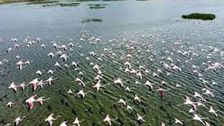 Eber Gölü flamingolarla hareketlendi