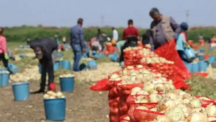 Çukurova'da hasadın yaygınlaşmasıyla soğanın fiyatı düşüyor