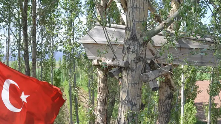 Görenler gözlerine inanamıyor, ağaçların dallarında meyve değil tabut var