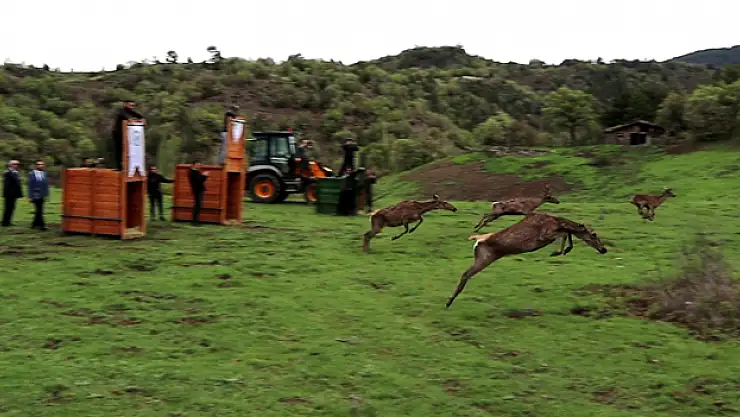 Çorum'da 4 kızıl geyik doğaya salındı