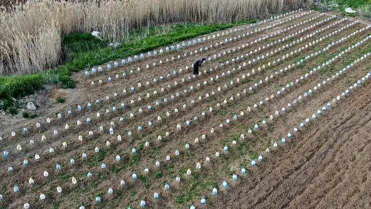 Domates fidelerini doludan korumak için bulduğu çözüm akıllara durgunluk verdi
