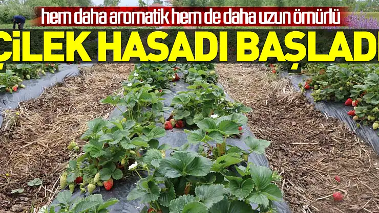 Bu çilek hem daha aromatik hem de daha uzun ömürlü