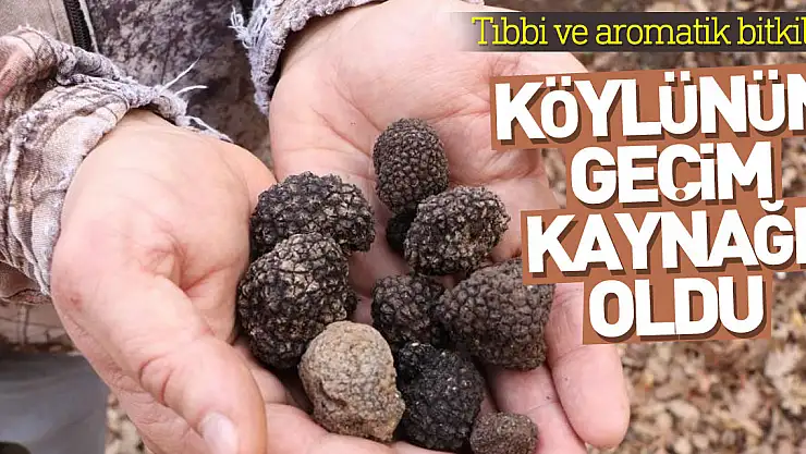 Tıbbi ve aromatik bitkiler orman köylüsünün geçim kaynağı oluyor